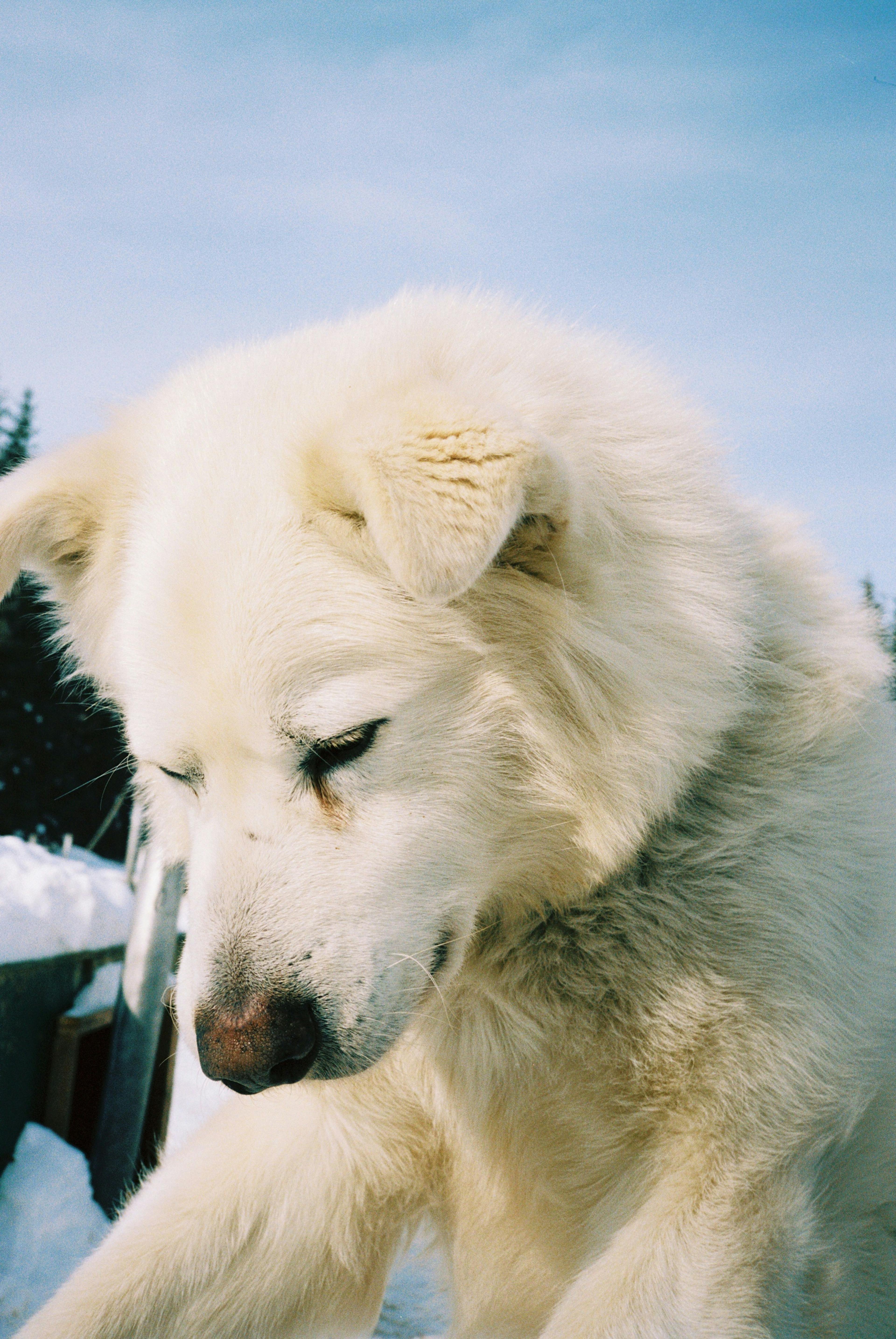 A mush dog in Alaska on Kodak Portra 400 film by photographer Natalie Carrasco