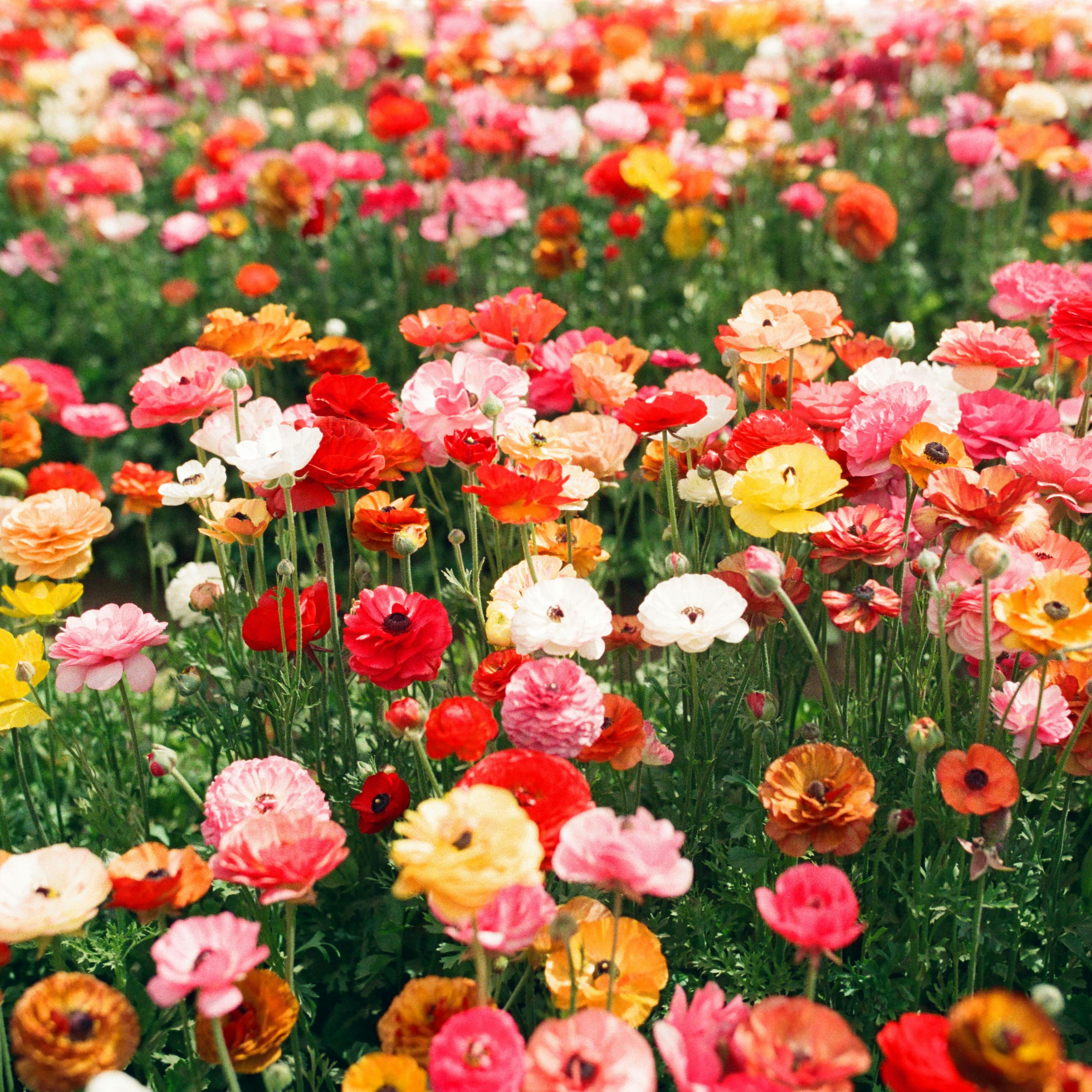 Flowers on film captured on Kodak Portra 400 with a Contax T3 by Natalie Carrasco